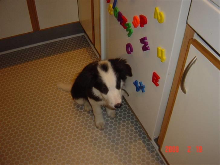 Border collie sack bortgivet savner dig - er der ikke snart noget lækkert? billede 11