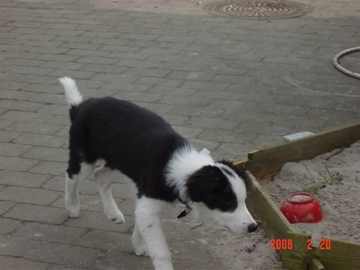 Border collie sack bortgivet savner dig - hvad er det? billede 12