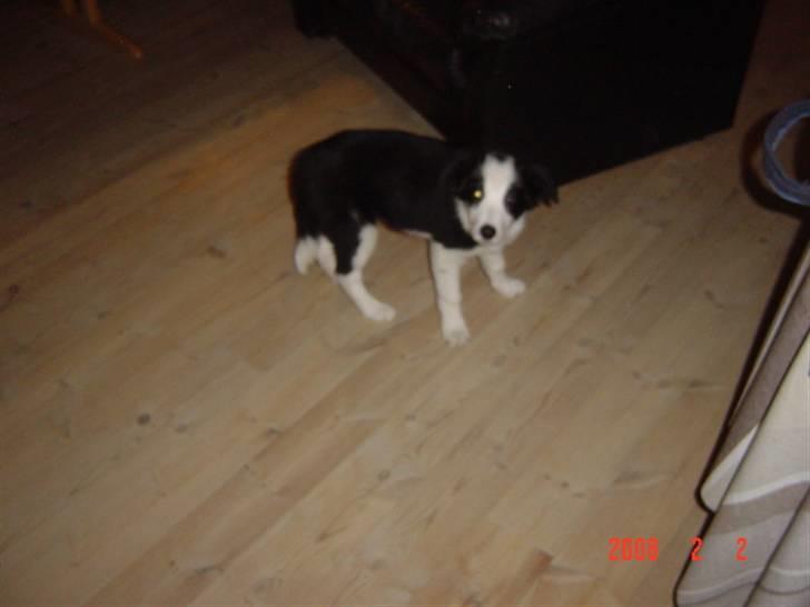 Border collie sack bortgivet savner dig - hvad er det den ting der. da blinker billede 13