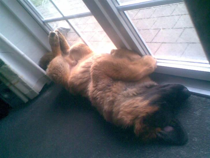 Leonberger Star of Regulus Red Skin - Orhh dejligt med en lur billede 7