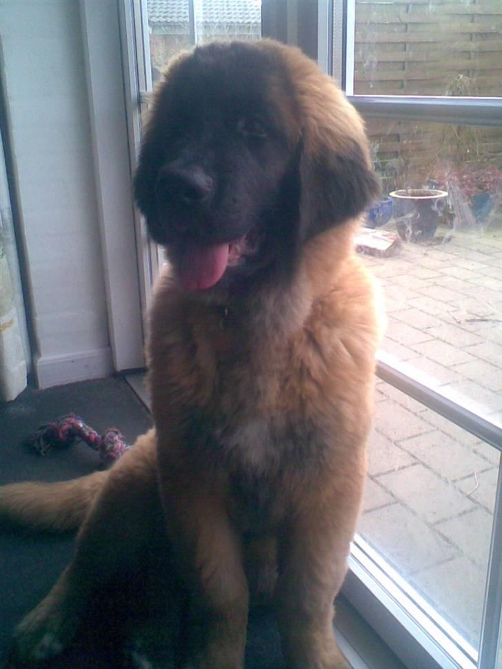 Leonberger Star of Regulus Red Skin billede 8