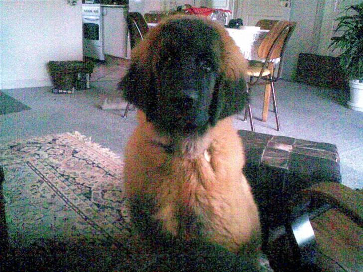 Leonberger Star of Regulus Red Skin - Amos tigger æble hos mig billede 9