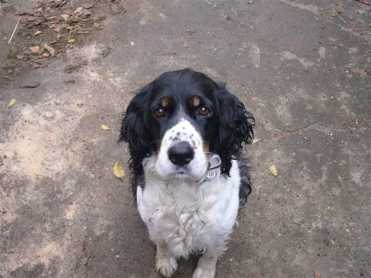 Engelsk springer spaniel Diana. <3 **Død* :'( - Velkommen til Dianas profil. <3 billede 1