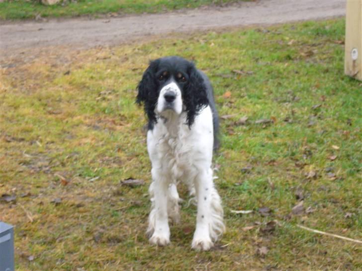Engelsk springer spaniel Diana. <3 **Død* :'( - Diana ude og lege.. <3 billede 2