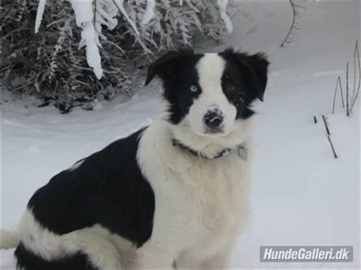 Border collie chigo billede 1