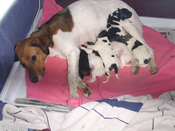 Blanding af racer Lotus billede 20