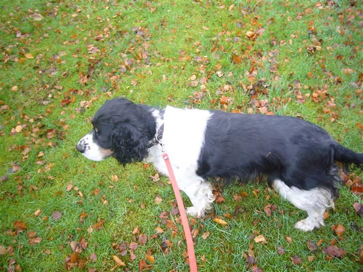 Engelsk springer spaniel Diana. <3 **Død* :'( - Lille hund har fundet noget. <3 billede 4