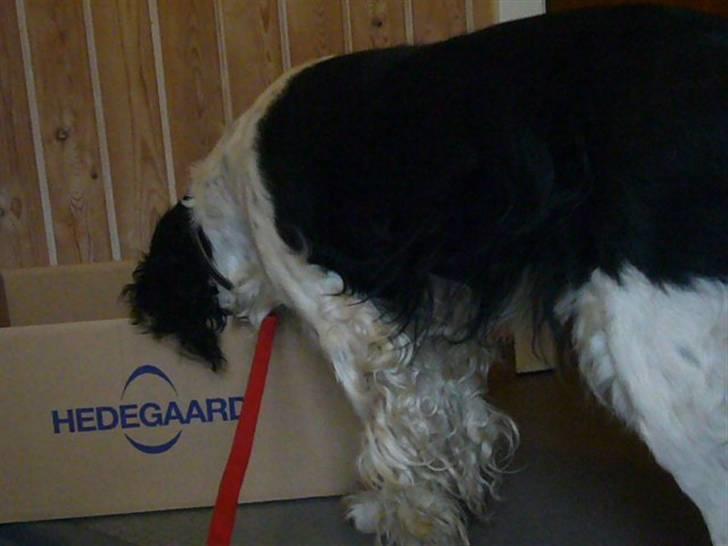Engelsk springer spaniel Diana. <3 **Død* :'( - Er der noget i kassen mor?. <3 billede 5