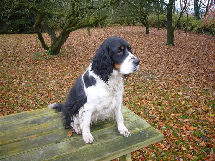 Engelsk springer spaniel Diana. <3 **Død* :'( - og hun kan sitte på bordet også. :P <3 billede 6