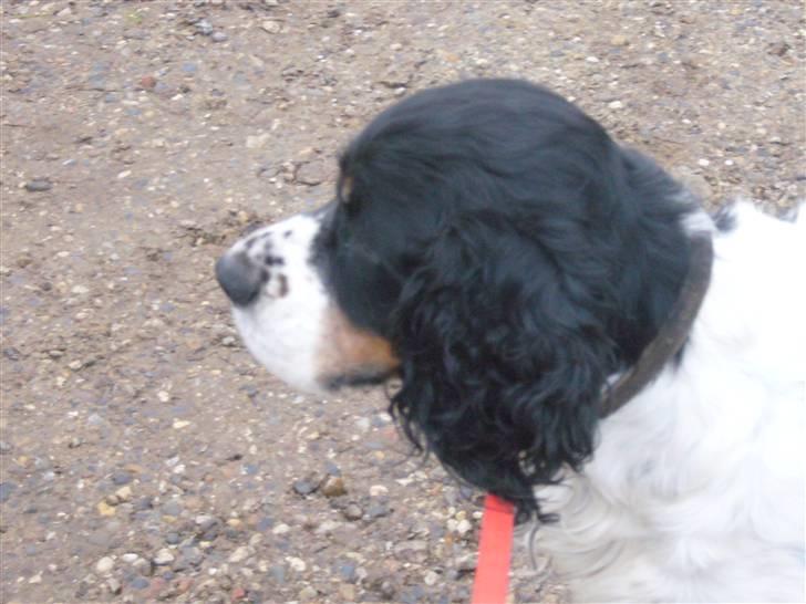 Engelsk springer spaniel Diana. <3 **Død* :'( - Den smukke hund. <3 billede 7