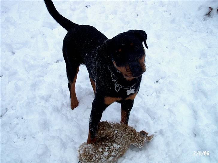 Rottweiler Victoria billede 6