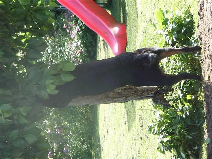 Rottweiler Victoria - "Så plukkes der æbler" billede 7