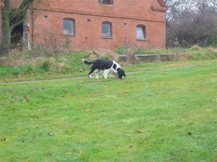 Engelsk springer spaniel Diana. <3 **Død* :'( - Hun skulle lige op og kigge. <3 billede 9