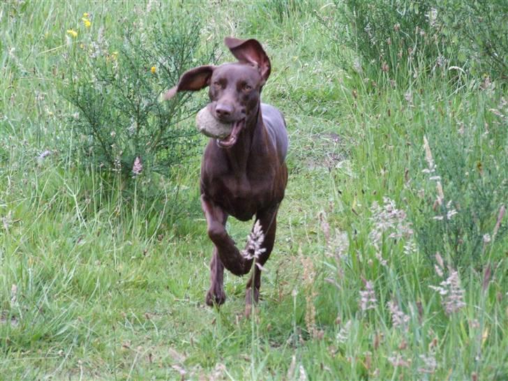 Blanding af racer Athene R.I.P  :0( billede 17