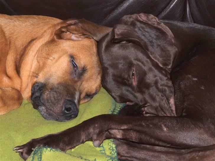 Blanding af racer Athene R.I.P  :0( billede 18