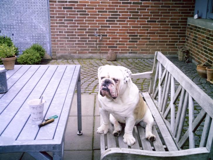 Engelsk bulldog billy - elsker at komme op i højden at sidde billede 11