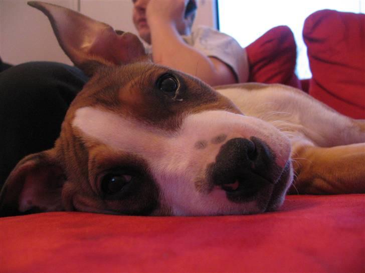 Blanding af racer Money (Amstaff/Ambull) billede 6