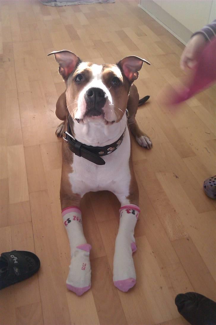 Blanding af racer Money (Amstaff/Ambull) - Så fiiinnn.. ungerne har givet mig sokker på... billede 7