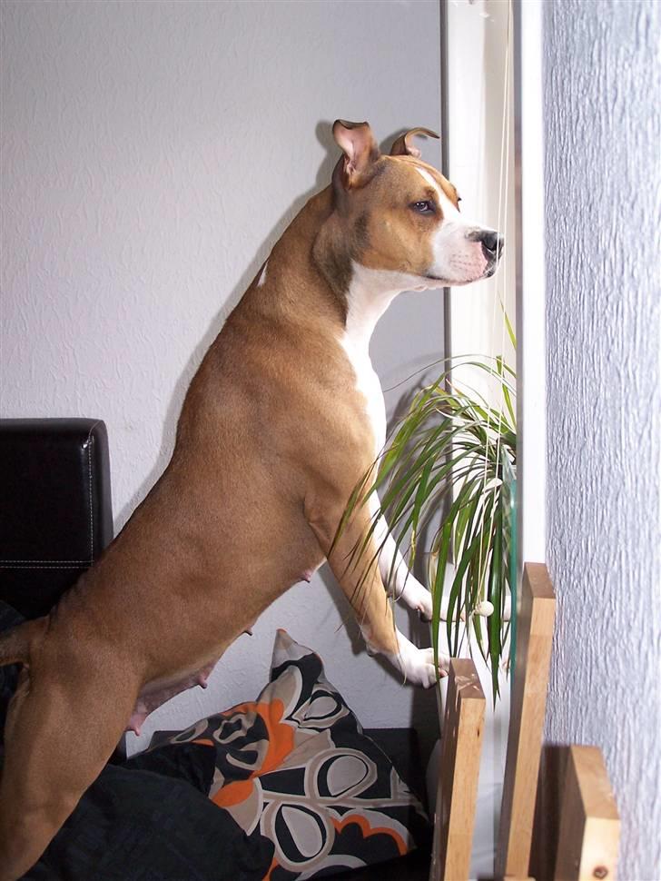 Blanding af racer Money (Amstaff/Ambull) - ** Bedste udkiigspost! Skal jo holde øje med naboen ** billede 8