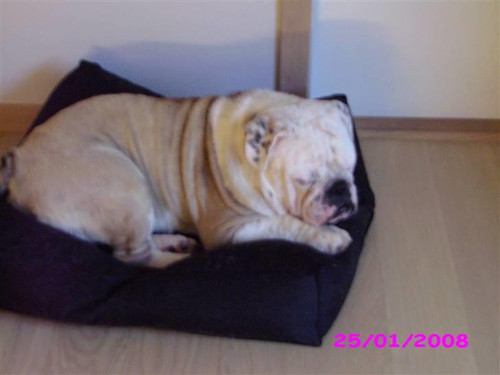 Engelsk bulldog billy - dejlig pude jeg har her billede 12