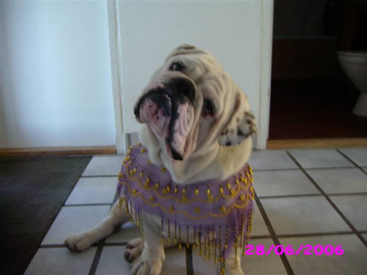 Engelsk bulldog billy - hvor er jeg da sød billede 13