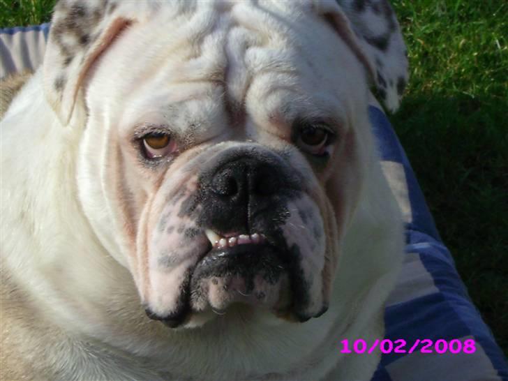 Engelsk bulldog billy - smuk billede 14