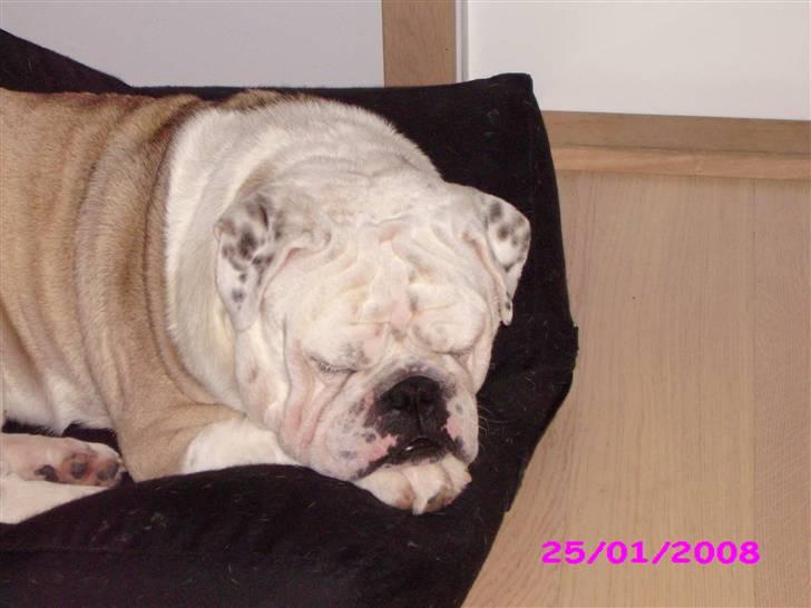 Engelsk bulldog billy - jeg er hvis derhenne hvor de griner af mig billede 15