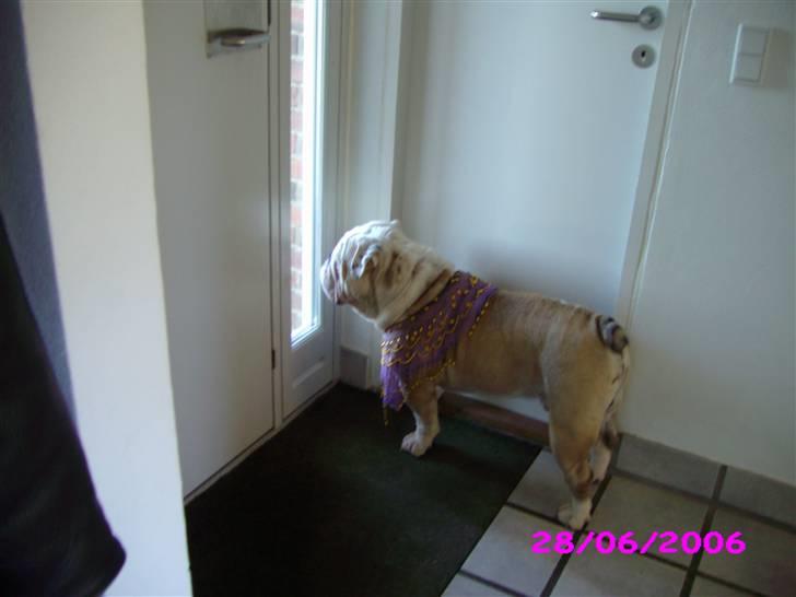 Engelsk bulldog billy - hvem kommer ? billede 16