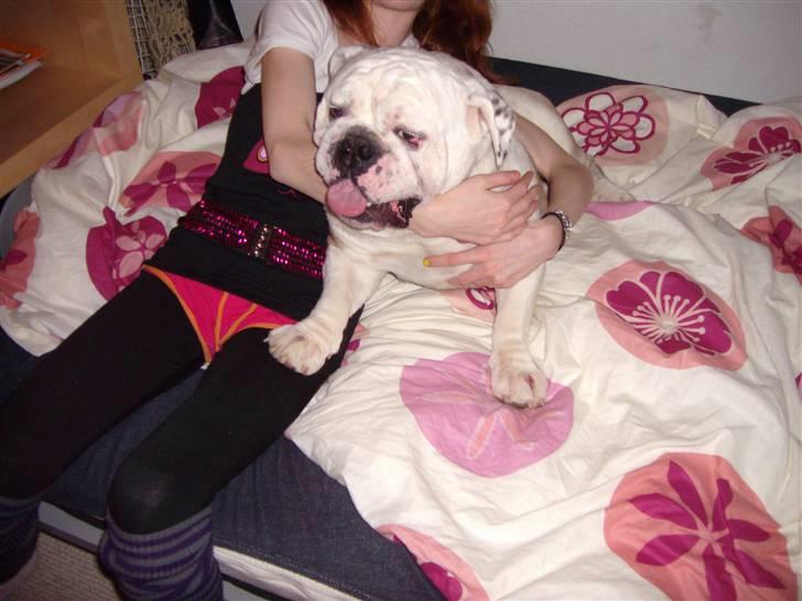 Engelsk bulldog billy - nanna og billy leger billede 17