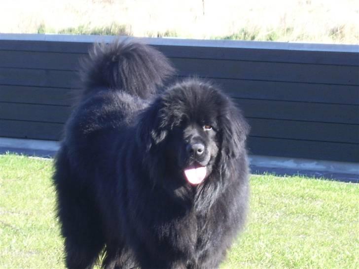 Newfoundlænder Maximus billede 14