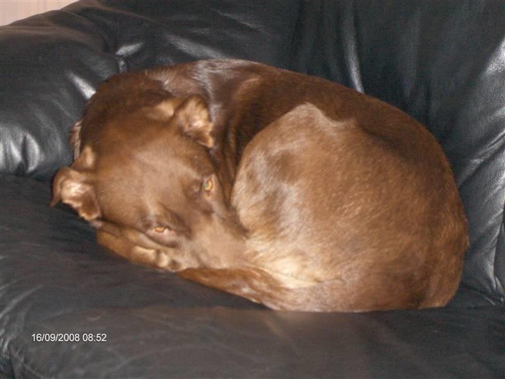 Blanding af racer Molly billede 10