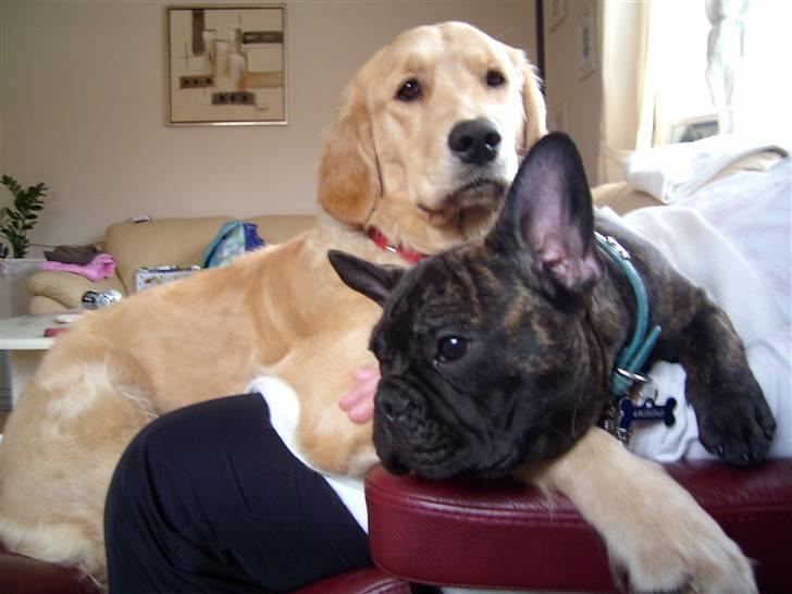 Golden retriever * Molly * billede 19