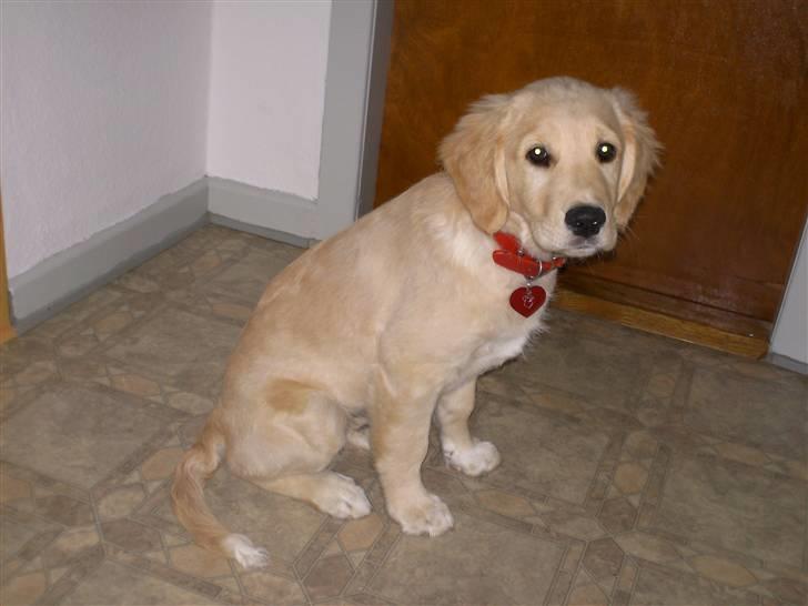 Golden retriever * Molly * billede 20