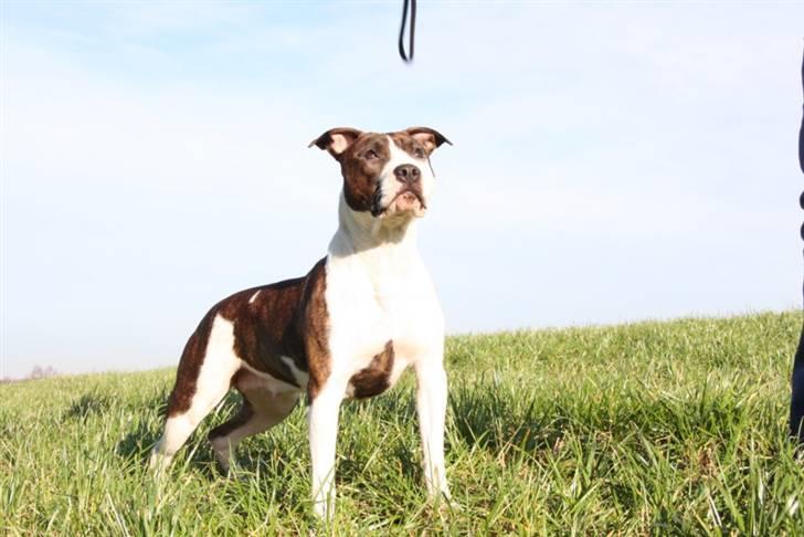 Amerikansk staffordshire terrier True Staff´s All eye´s on billede 16