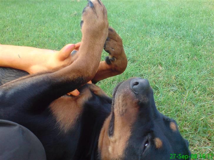 Rottweiler Tazja, fattiggårdens Foxy - Grisen er en af Tazja´s bedste legekammerater :-P billede 11