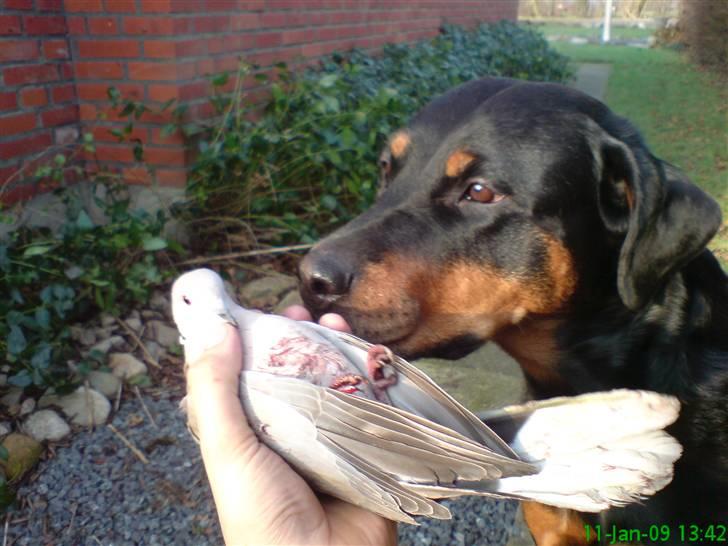 Rottweiler Tazja, fattiggårdens Foxy - Tazja fandt denne skadet due, hun pev lidt og kiggede bare på den indtil jeg kom. Dygtig hund :-D billede 12