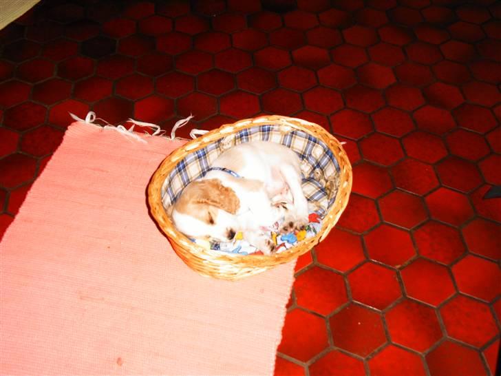 Cocker spaniel Sofus  - jeg kan lige være her:p billede 6