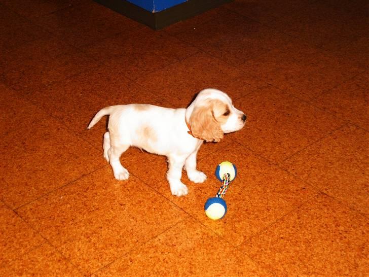 Cocker spaniel Sofus  - du må ikke tage den det er min:) billede 7