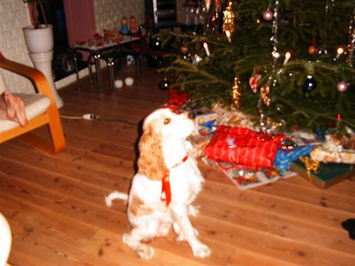 Cocker spaniel Sofus  - Juleaften<3 billede 8
