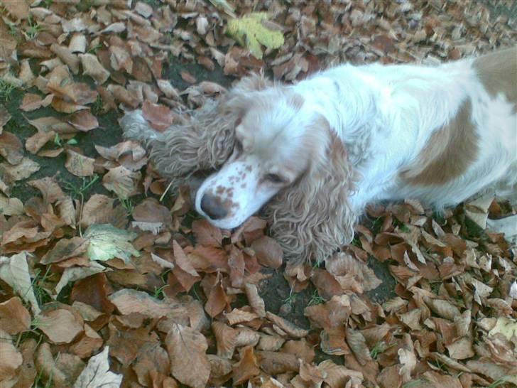 Cocker spaniel Sofus  - efterårs dag(: billede 9