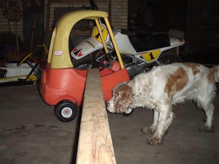 Cocker spaniel Sofus  - må jeg godt gå under? billede 10