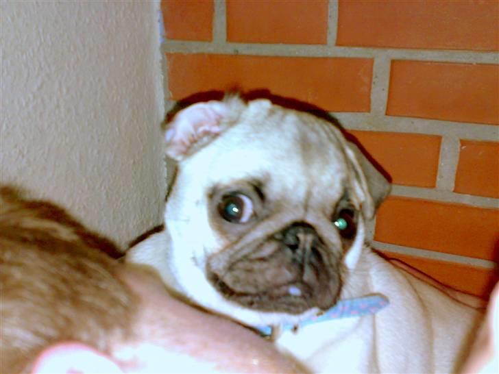 Mops Manse - se hvor fin jeg er!! <3 billede 12