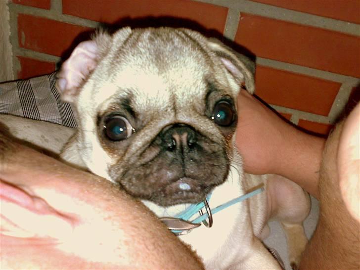 Mops Manse billede 13