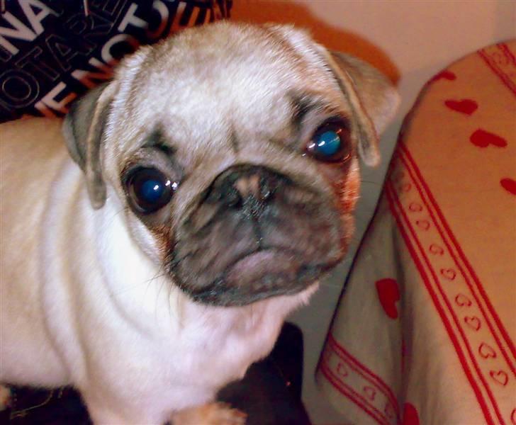 Mops Manse billede 14