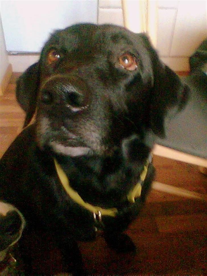 Mops Manse - min bedste ven, loke. billede 15