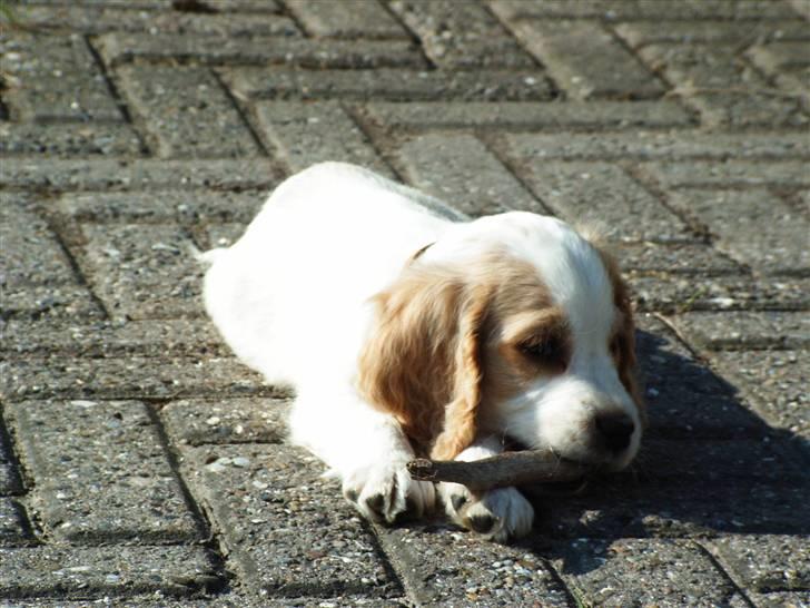 Cocker spaniel Sofus  - er jeg ikke smuk med min pind:p billede 11