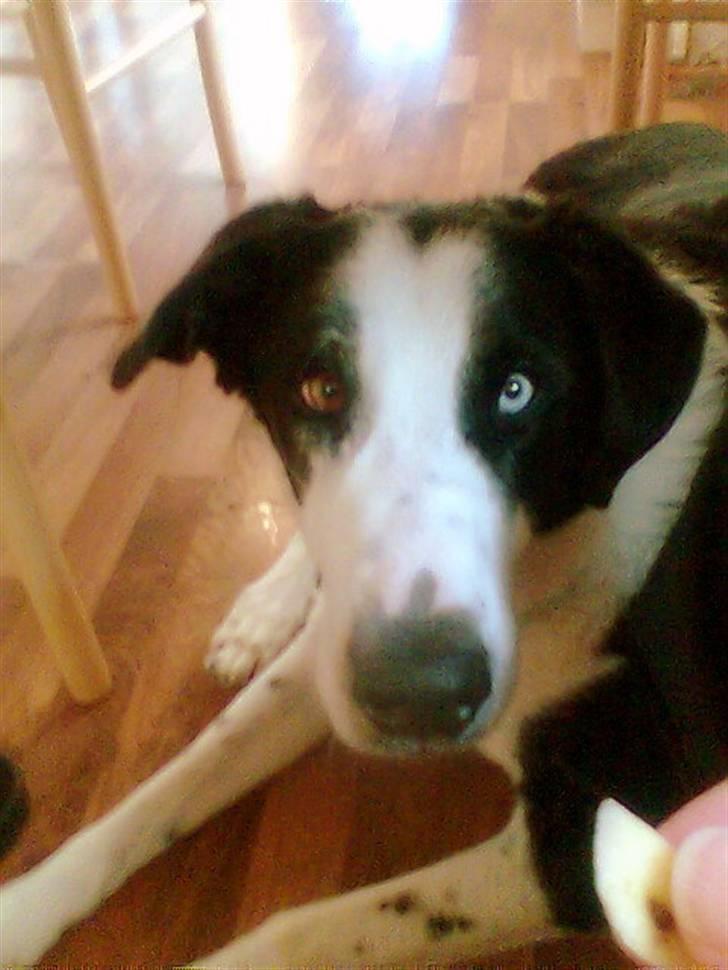 Mops Manse - min afdøde bedste ven, thor. R.I.P billede 16