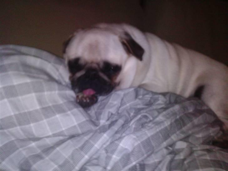 Mops Manse billede 17