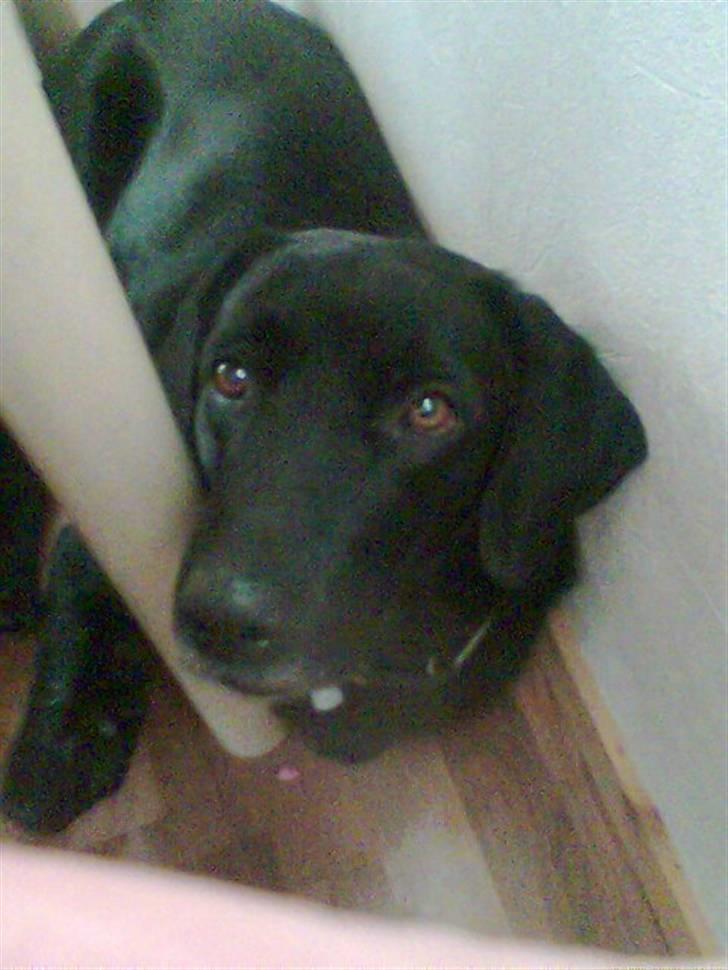 Mops Manse - syntes i ikke han er sød?? billede 18