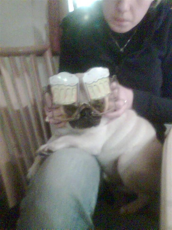 Mops Manse billede 19